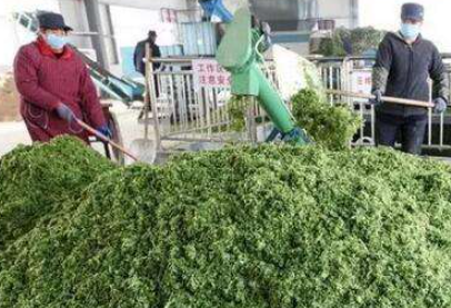 大量幾百噸廢棄菜葉回收利用生產(chǎn)工藝，果蔬垃圾廢菜葉怎么處理？